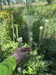 Actaea racemosa