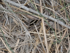 Grammodes bifasciata