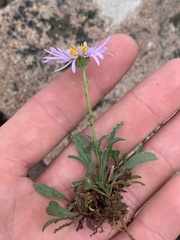 Erigeron simplex
