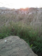 Scutellaria strigillosa