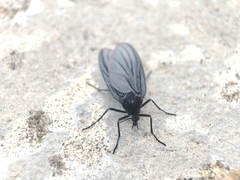 Sciaridae