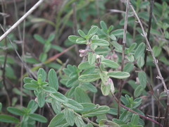 Scutellaria strigillosa