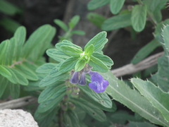 Scutellaria strigillosa