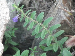 Scutellaria strigillosa