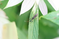 Myodocha serripes