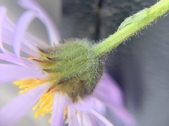 Erigeron simplex