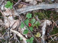 Rubus pedatus