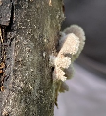 Xylaria flabelliformis