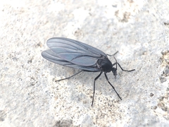 Sciaridae