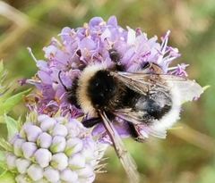 Bombus bohemicus