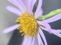 Erigeron simplex