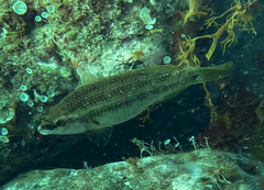 Symphodus tinca