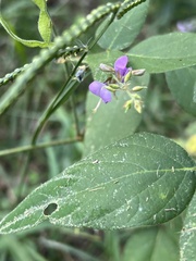 Desmodium canescens
