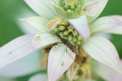Myodocha serripes