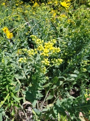 Solidago rigida