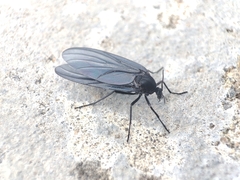 Sciaridae