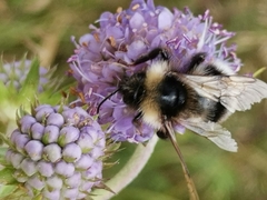 Bombus bohemicus