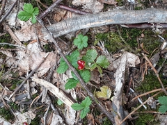 Rubus pedatus