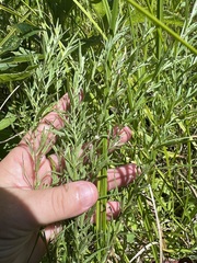Epilobium leptophyllum