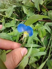 Commelina communis