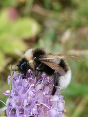 Bombus bohemicus