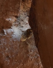 Malpolon monspessulanus