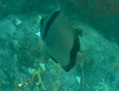 Diplodus vulgaris