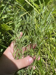 Epilobium leptophyllum