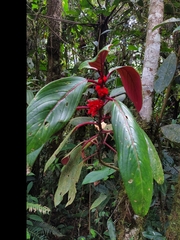 Glossoloma ichthyoderma