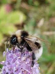 Bombus bohemicus