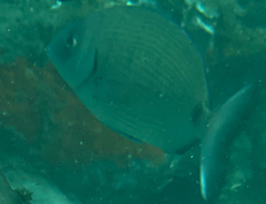 Diplodus sargus
