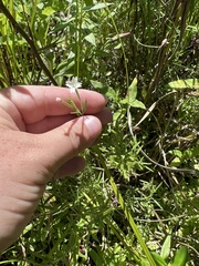 Epilobium leptophyllum