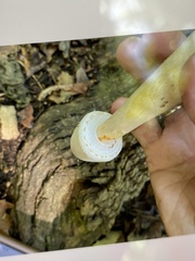 Leucocoprinus cepistipes