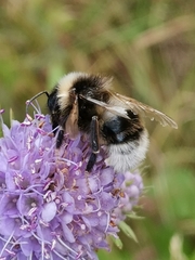 Bombus bohemicus