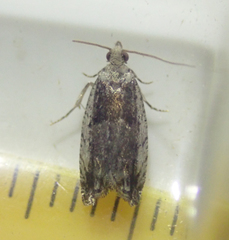 Epinotia ramella