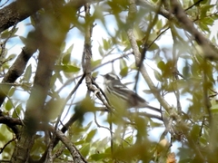 Setophaga nigrescens