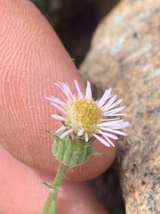 Erigeron acris