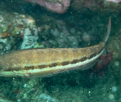 Serranus cabrilla