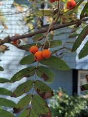 Sorbus aucuparia
