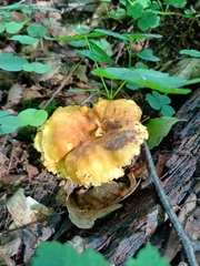 Cantharellus