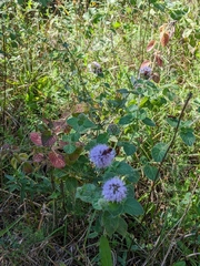 Mentha aquatica