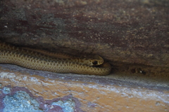 Malpolon monspessulanus