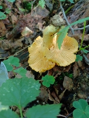 Cantharellus