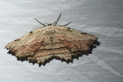 Lytrosis unitaria