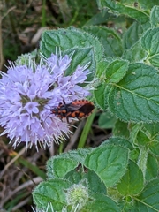 Mentha aquatica