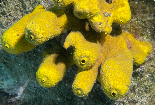 Gold Sponge, photo 2 of 8