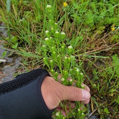 Symphyotrichum ciliatum