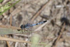 Erythrodiplax minuscula