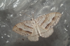 Perizoma parallelolineatum