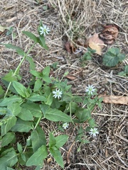Stellaria